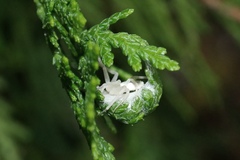 Gephyrellula violacea