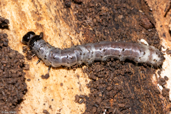 Scolecocampa