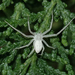 Gephyrellula violacea - Photo (c) Daiane Oliveira,  זכויות יוצרים חלקיות (CC BY-NC), הועלה על ידי Daiane Oliveira