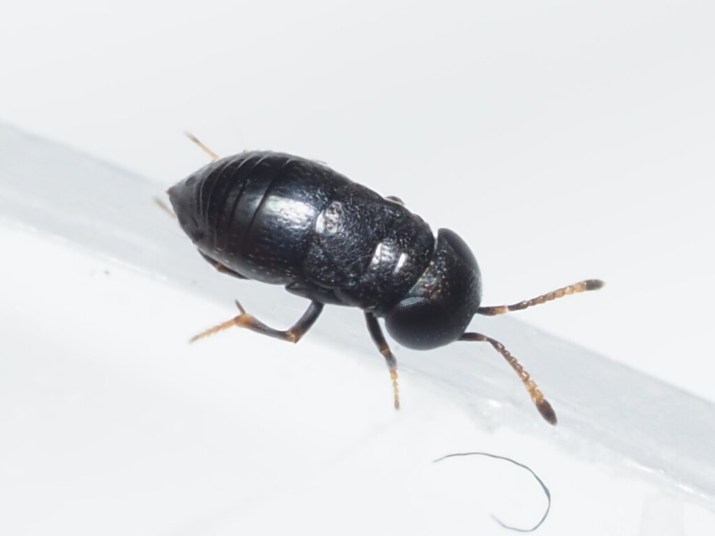 Choreia ineptus