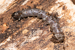 Scolecocampa
