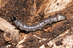 Scolecocampa