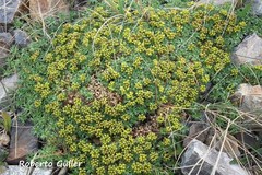 Azorella trifurcata