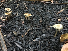 Psilocybe stuntzii