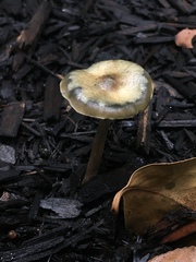 Psilocybe stuntzii