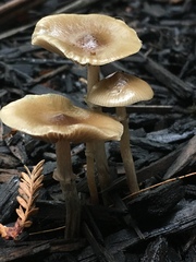 Psilocybe stuntzii