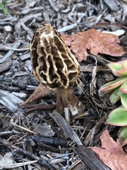 Morchella rufobrunnea