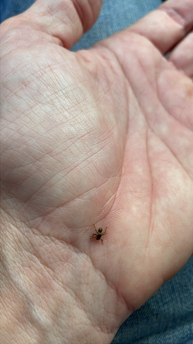 Unknown species found near Burger Rd, Blakeslee, PA, US