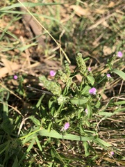 Rostellularia obtusa