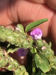 Rostellularia obtusa