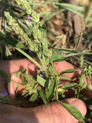 Rostellularia obtusa