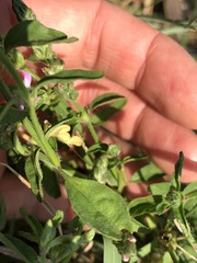 Rostellularia obtusa