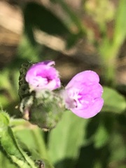 Rostellularia obtusa