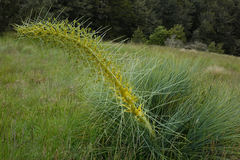 Aciphylla glaucescens