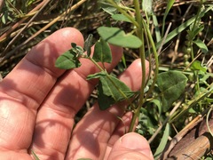 Chenopodium trigonon stellulatum