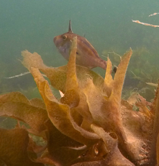 Meuschenia hippocrepis