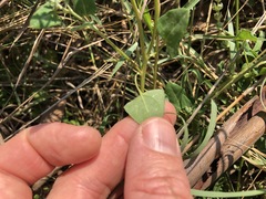 Chenopodium trigonon stellulatum