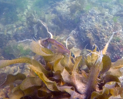 Meuschenia hippocrepis