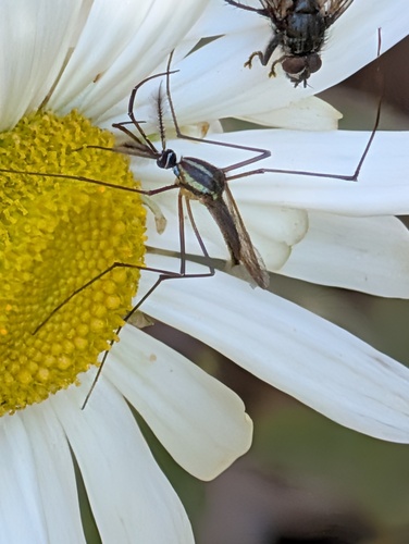 Unknown species found near South Windsor, CT, USA