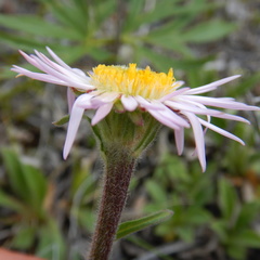 Aster alpinus vierhapperi