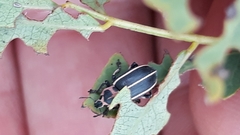 Eudiagogus episcopalis