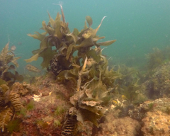 Meuschenia hippocrepis