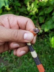 Micrurus lemniscatus