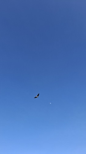 White-tailed Hawk