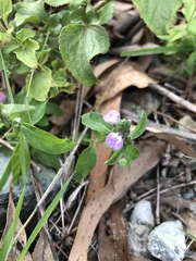 Rostellularia obtusa