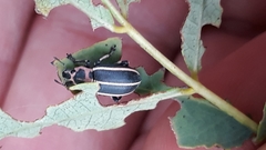 Eudiagogus episcopalis