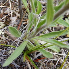 Aster alpinus vierhapperi