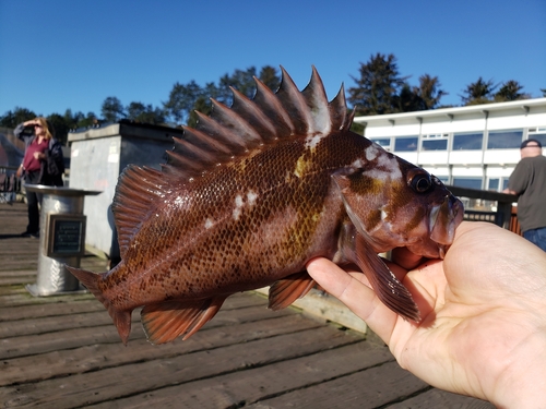 Copper rockfish (Sebastes caurinus) — Sebastidae — 3