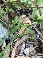 Rostellularia obtusa