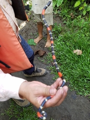 Micrurus lemniscatus