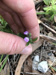 Rostellularia obtusa