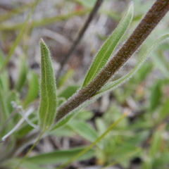 Aster alpinus vierhapperi