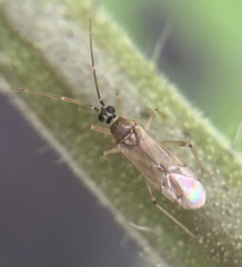 Engytatus modestus