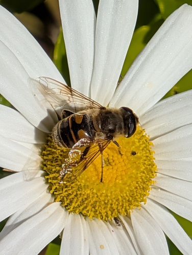 Unknown species found near South Windsor, CT, USA