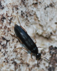 Pelecotoma flavipes