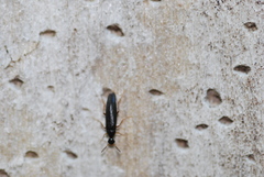 Pelecotoma flavipes