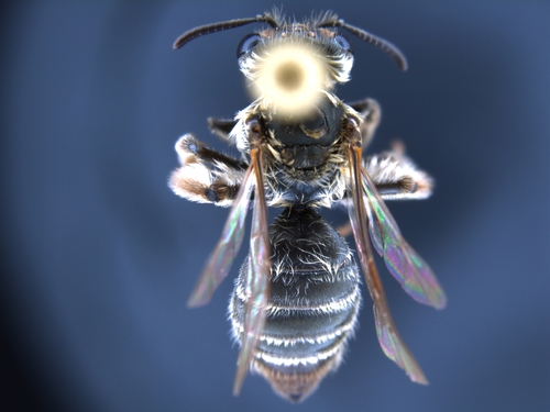 iNaturalist observation photo of Mining Bees