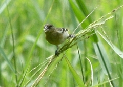 Sporophila morelleti