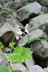 Begonia uniflora