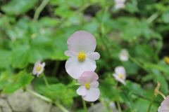 Begonia uniflora