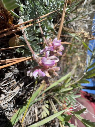 Gila milkvetch (Astragalus gilensis)