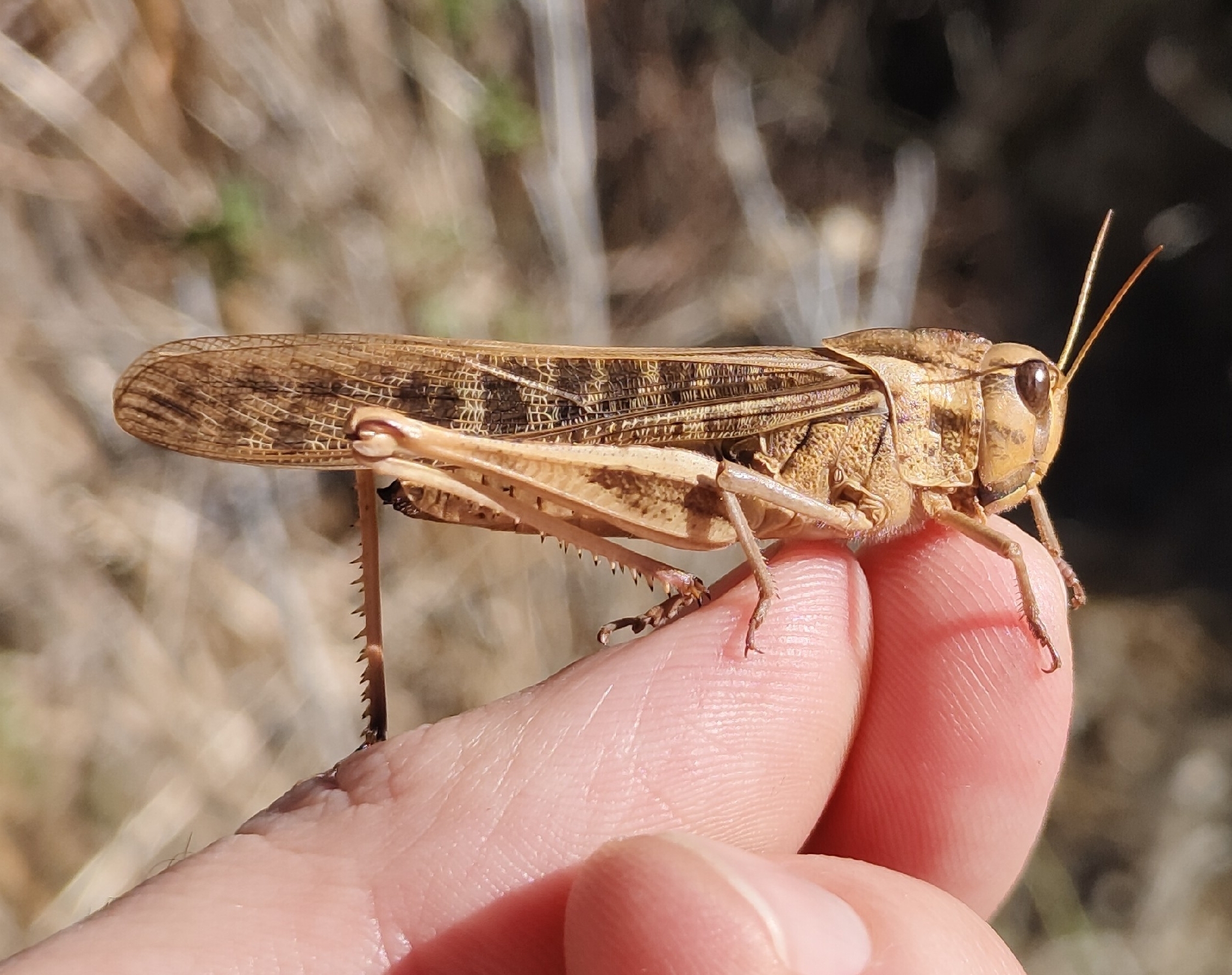Langosta migratoria