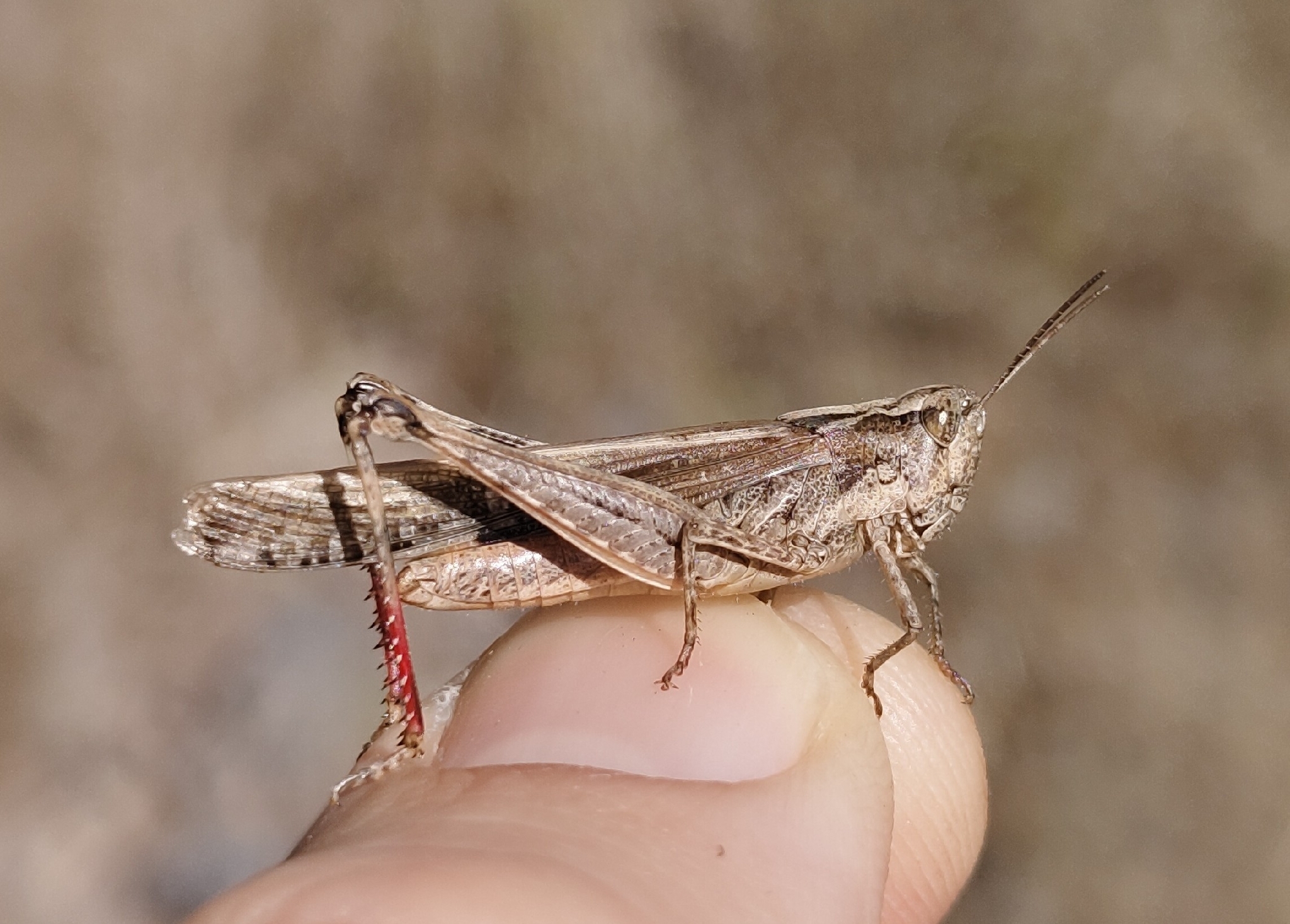 Aiolopus puissanti