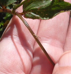 Campiglossa sororcula