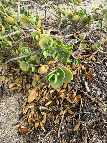 Euphorbia degeneri observed 2025-10-21