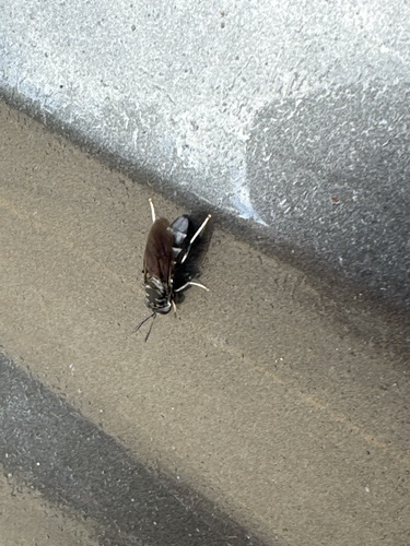 Unknown species found near N Jackson St, West Point, MS, US
